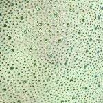 Embellished Fishtail Maxi Dress in Pistachio - Image 4